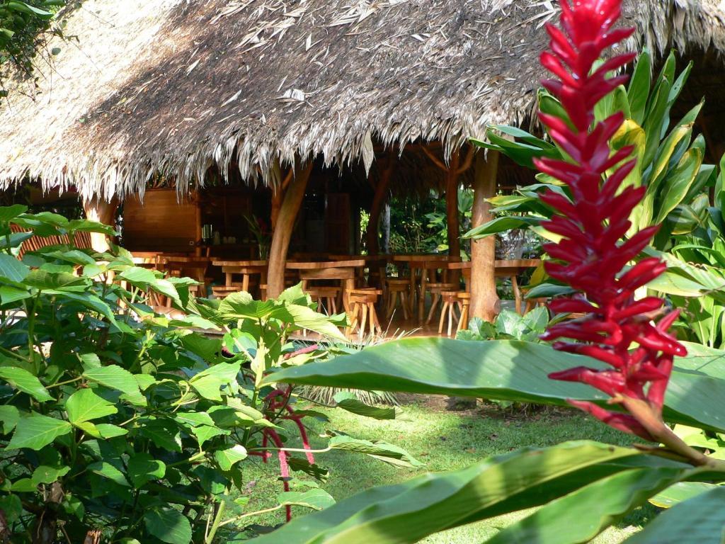 Отель Blue Conga Puerto Viejo de Talamanca Экстерьер фото
